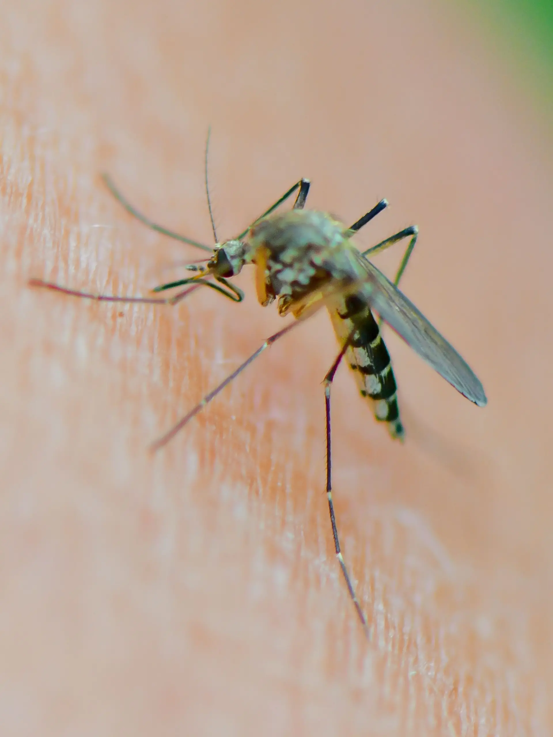 Lästige Blutsauger: Auch im Oktober sind Stechmücken vielerorts noch aktiv. Erst sinkende Temperaturen sorgen für ein Ende.