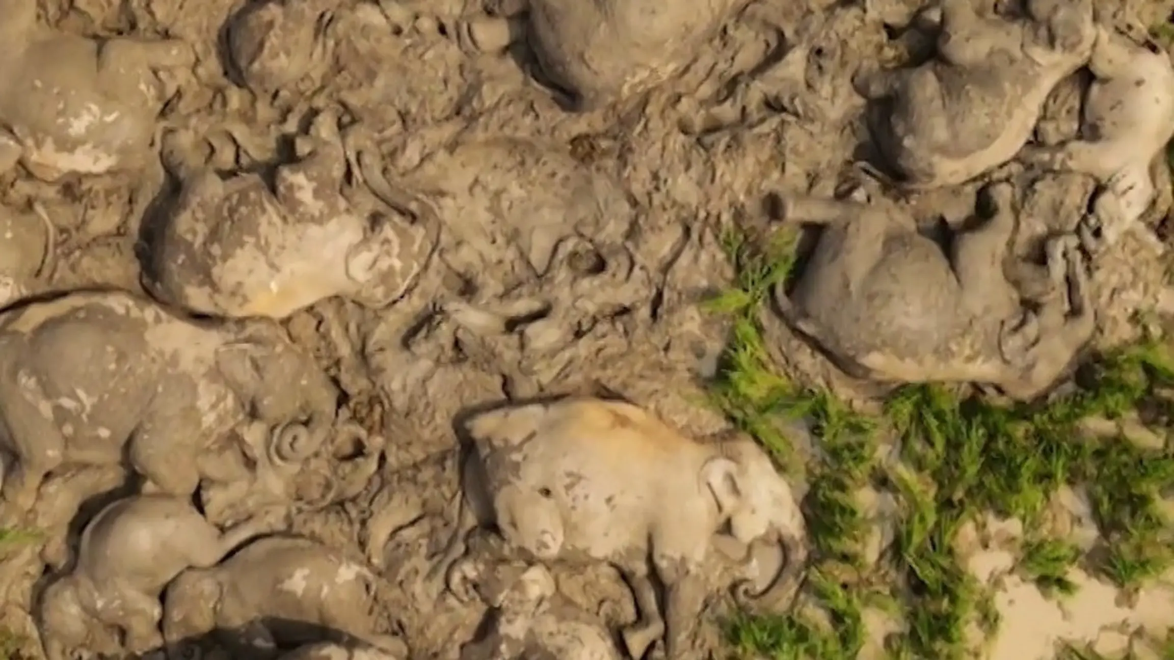 Herde kuschelt im Schlamm! So süß schlummern diese Elefanten zusammen 