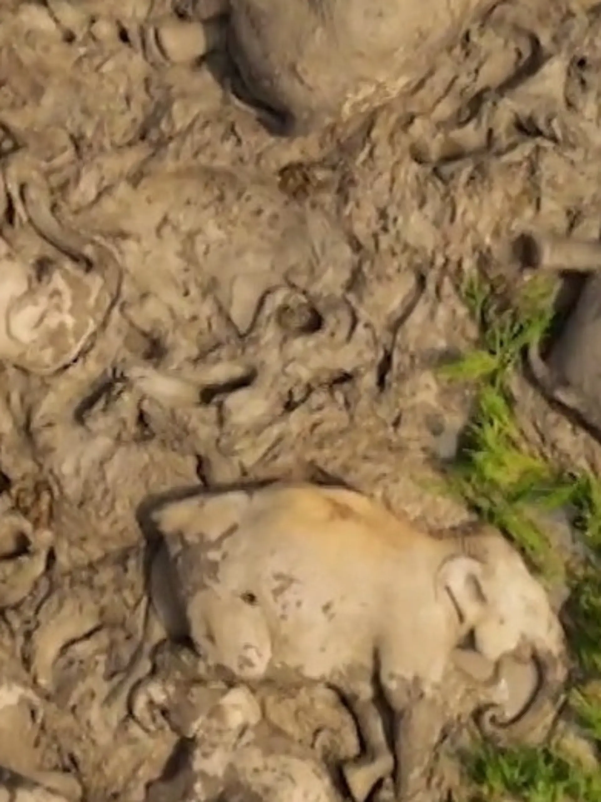 Bild zu: "Herde kuschelt im Schlamm! So süß schlummern diese Elefanten zusammen"