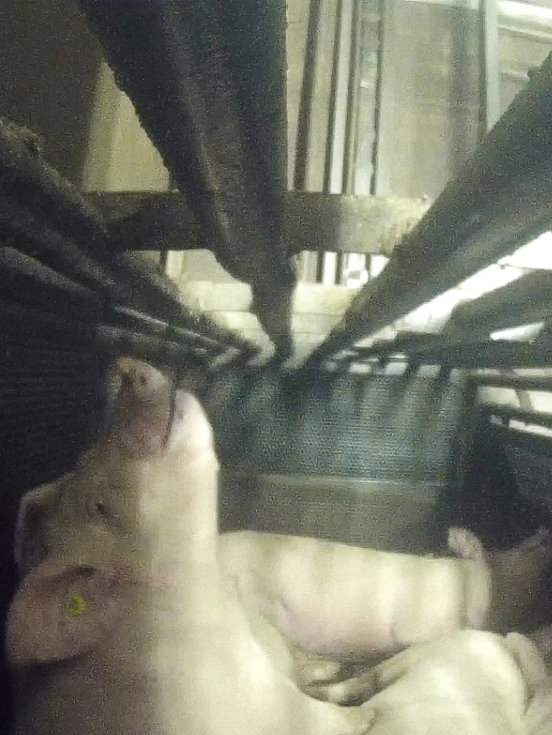 Bild zu: "Schweine in Not! Geheime Aufnahmen dokumentieren mutmaßliche Tierquälerei "
