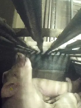 Bild zu: "Schweine in Not! Geheime Aufnahmen dokumentieren mutmaßliche Tierquälerei "
