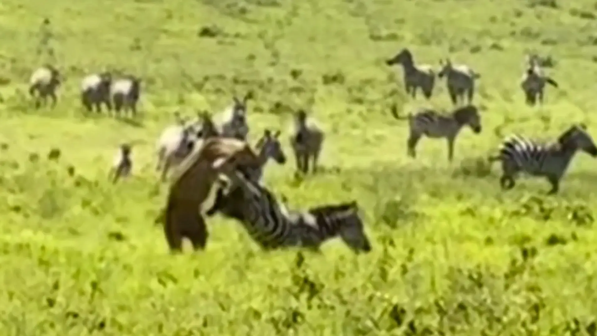 Bild von Aus dem Nichts! Löwin greift nach Zebra – dann kommt DIESER Instinkt-Kick
