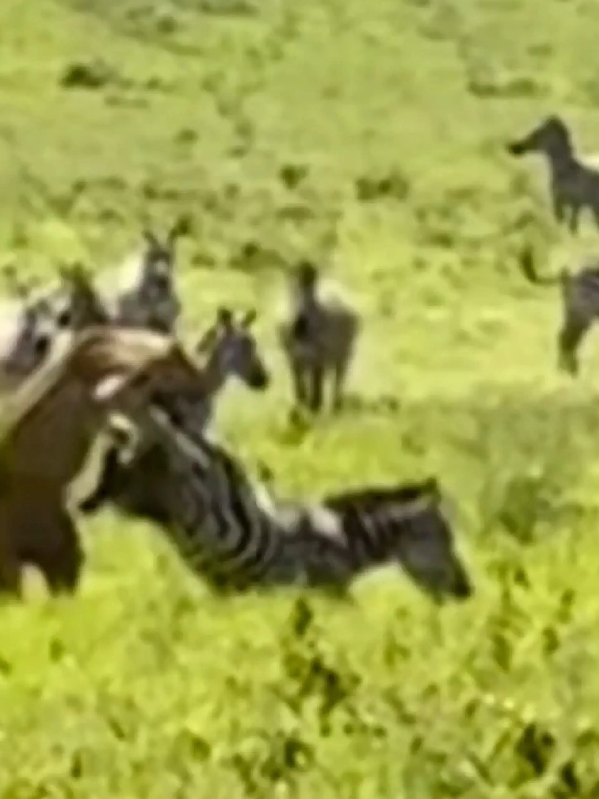 Bild zu: "Aus dem Nichts! Löwin greift nach Zebra – dann kommt DIESER Instinkt-Kick"