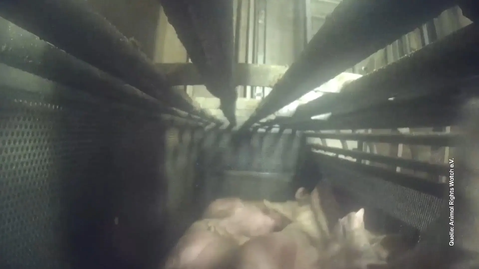 Diese Bilder zeigen mutmaßliche Tierquälerei Von Tierschützern veröffentlicht