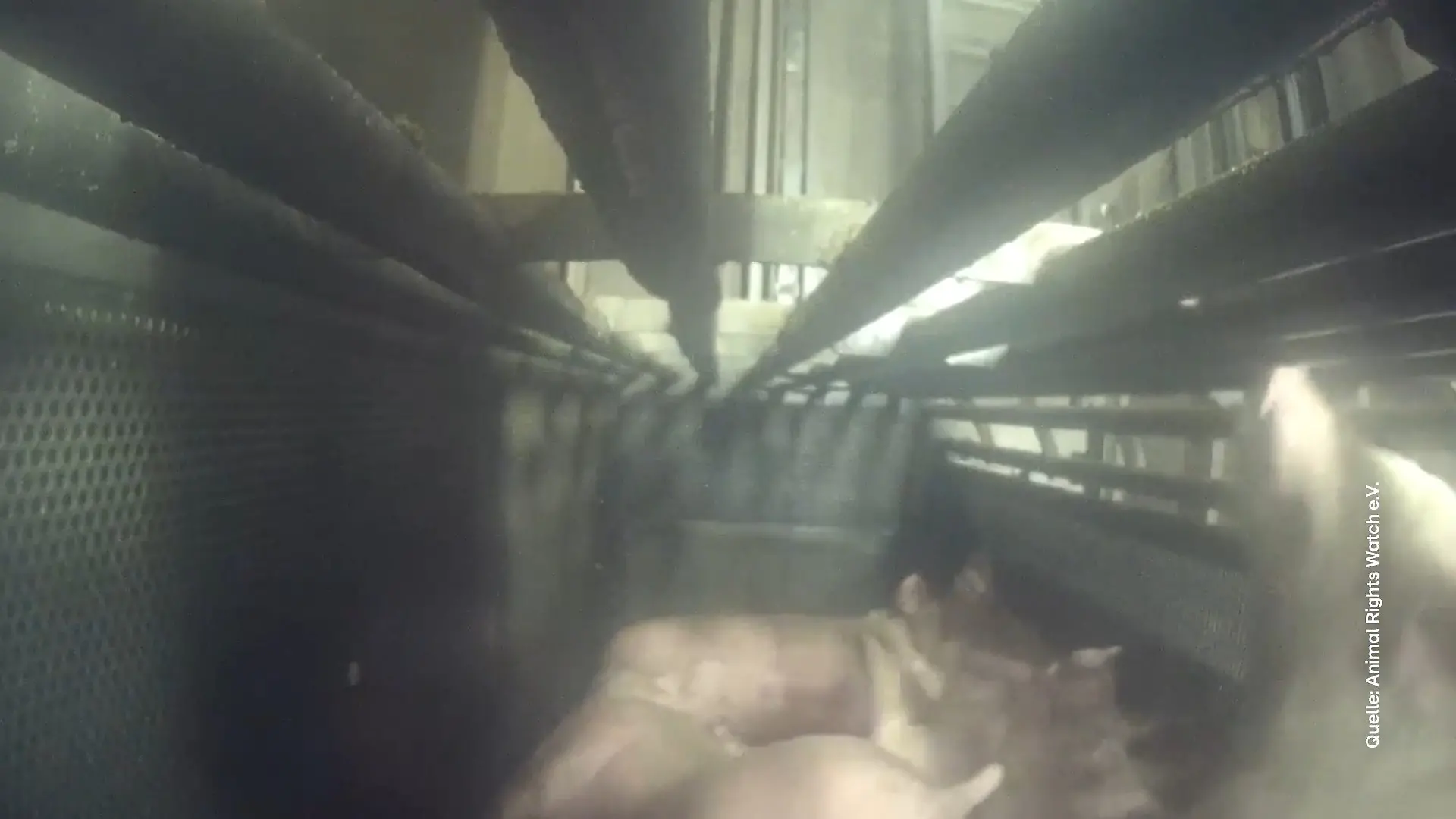 Diese Bilder zeigen mutmaßliche Tierquälerei Von Tierschützern veröffentlicht