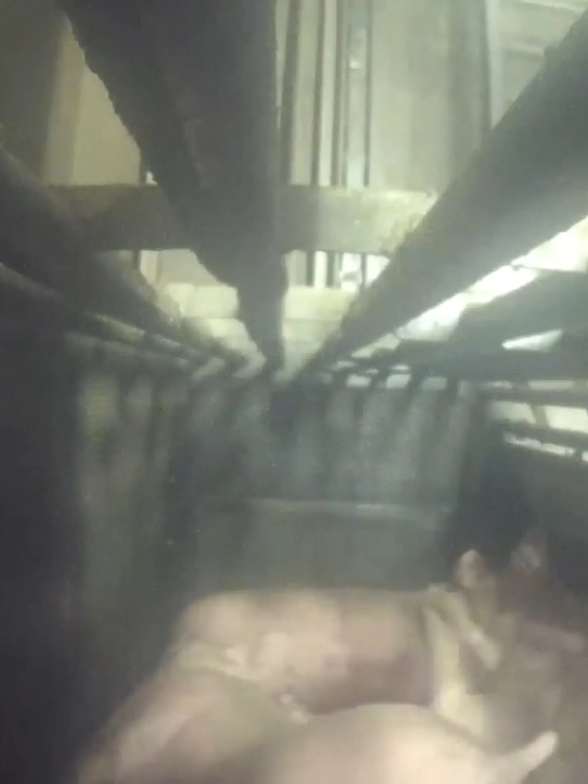 Bild zu: "Diese Bilder zeigen mutmaßliche Tierquälerei"
