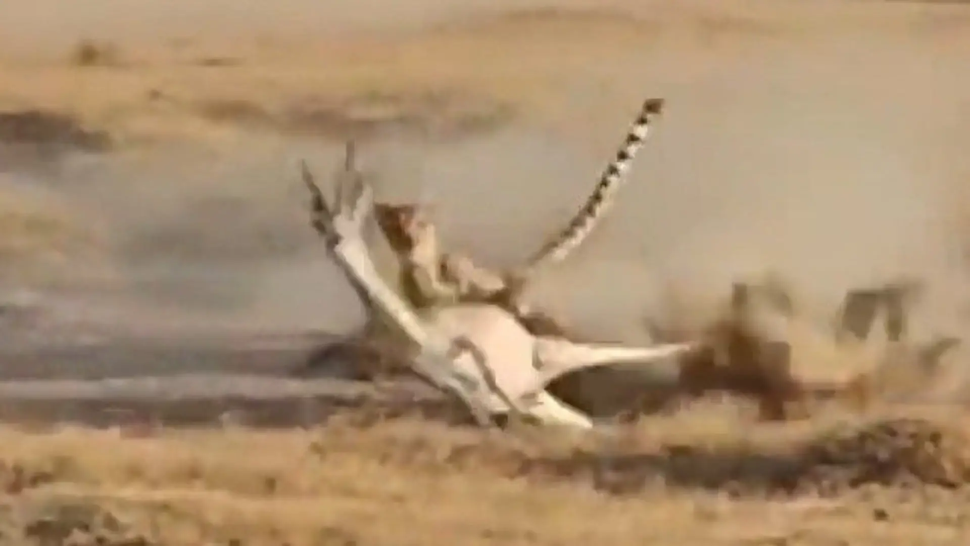 Gepard jagt Gazelle im Vollsprint – DAS kostet sie ihr Leben! Tödlicher Fehltritt in der Serengeti