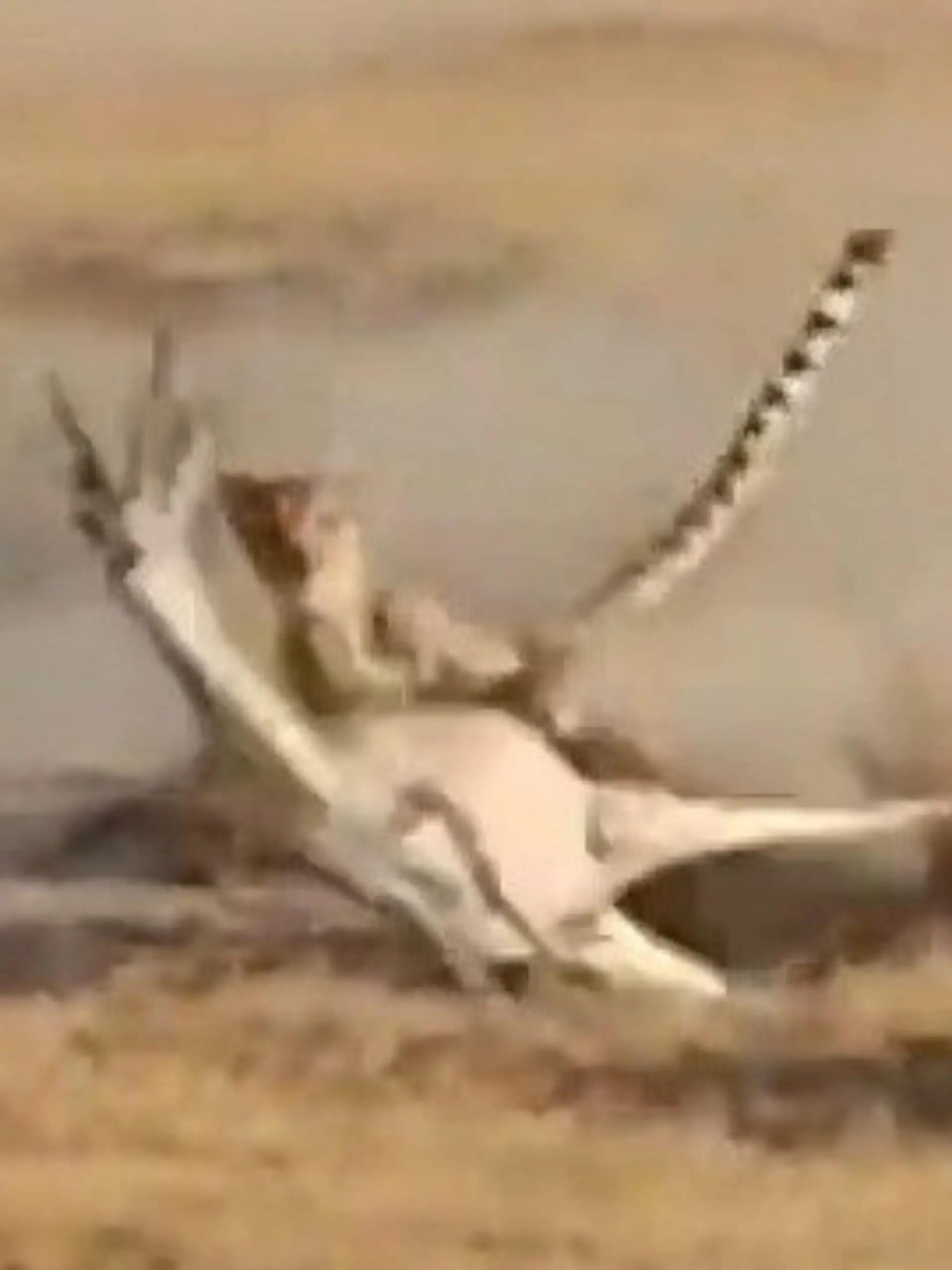 Bild zu: "Gepard jagt Gazelle im Vollsprint – DAS kostet sie ihr Leben!"