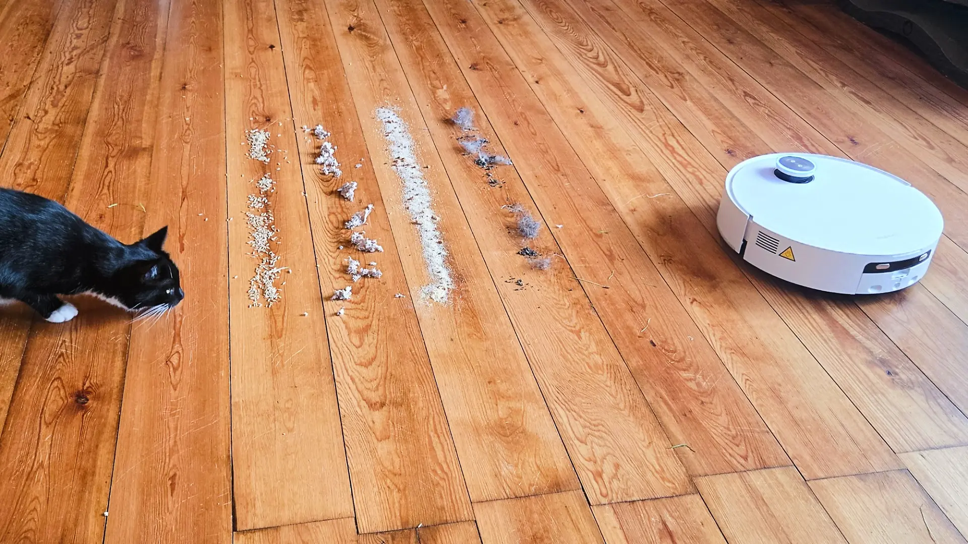 braune Holzdielen, darauf viel Staub, links eine Katze, rechts ein Saugroboter