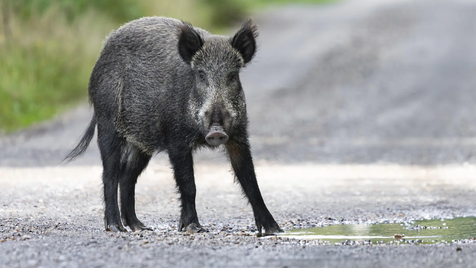 Wildschwein (Suc scrofa) steht aufmerksam auf einem Waldweg und blickt direkt in die Kamera, aufgenommen in natürlicher Umgebung. Schwarzwild, Bache, Waldtier, Wald, frontal, Blickkontakt, Fell, Wald, Ökosystem, heimische Tierart, Tierporträt, freilebend, Natur, Dänemark