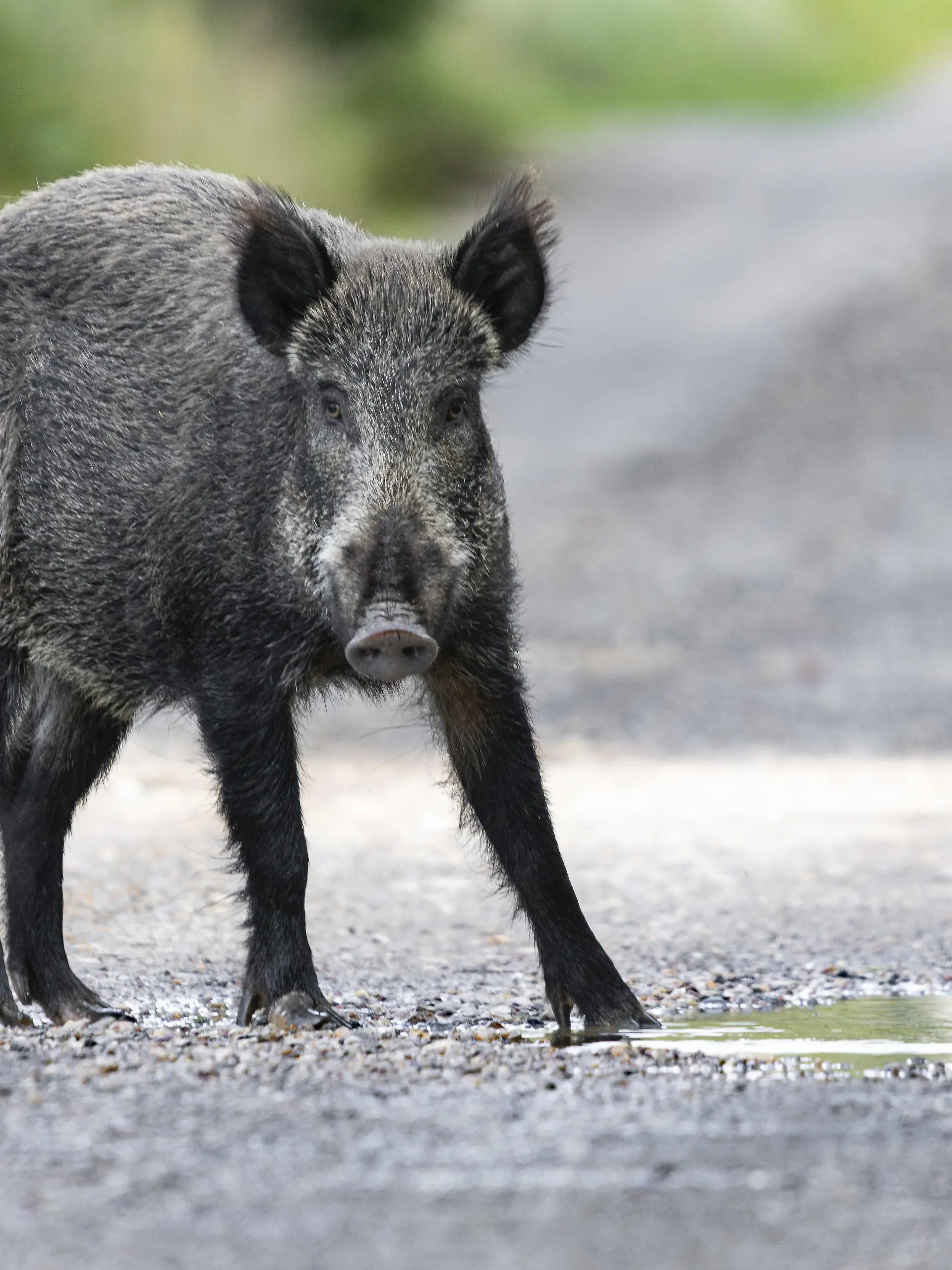 Wildschwein (Suc scrofa) steht aufmerksam auf einem Waldweg und blickt direkt in die Kamera, aufgenommen in natürlicher Umgebung. Schwarzwild, Bache, Waldtier, Wald, frontal, Blickkontakt, Fell, Wald, Ökosystem, heimische Tierart, Tierporträt, freilebend, Natur, Dänemark