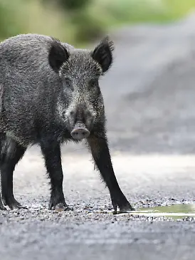 Wildschwein (Suc scrofa) steht aufmerksam auf einem Waldweg und blickt direkt in die Kamera, aufgenommen in natürlicher Umgebung. Schwarzwild, Bache, Waldtier, Wald, frontal, Blickkontakt, Fell, Wald, Ökosystem, heimische Tierart, Tierporträt, freilebend, Natur, Dänemark