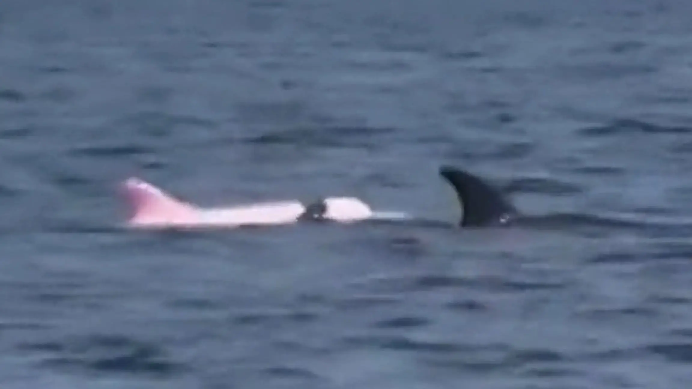 Mysteriöser rosa Delfin vor Oman gesichtet! Experten stehen vor Rätsel Seltener Anblick