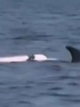 Bild zu: "Mysteriöser rosa Delfin vor Oman gesichtet! Experten stehen vor Rätsel"