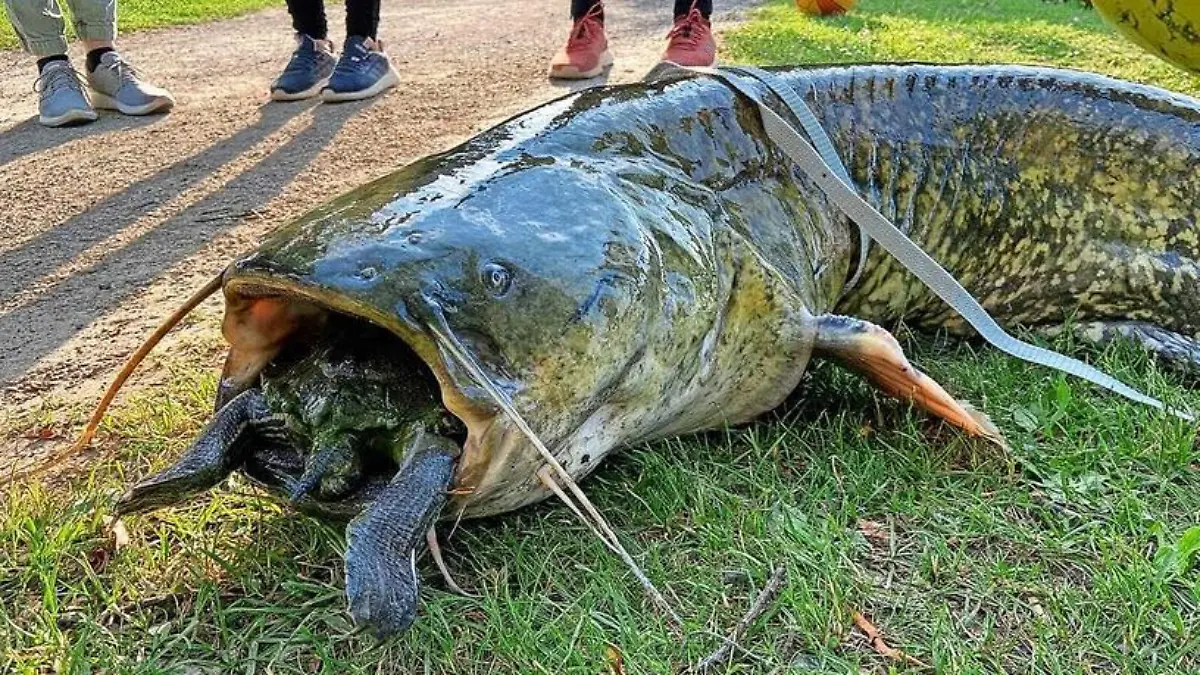 Angler ziehen einen Wels aus dem Göttinger Kiessee. Im Maul des Raubfisches steckt eine Schildkröte