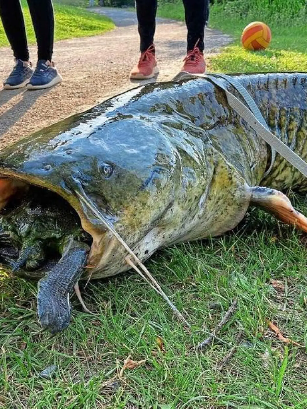 Angler ziehen einen Wels aus dem Göttinger Kiessee. Im Maul des Raubfisches steckt eine Schildkröte