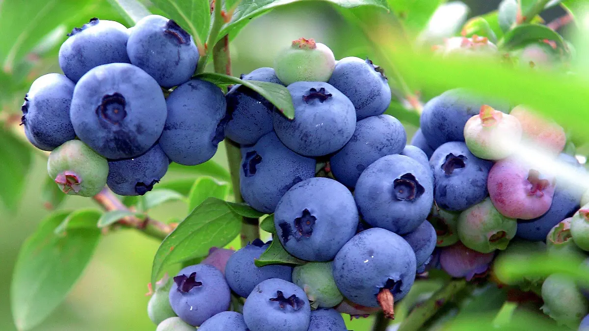 Berge (Brandenburg): Blaubeeren an einem Strauch, aufgenommen am 27.07.2004 in der Plantage des Heidelbeerhofes in Berge (Landkreis Prignitz). Auf insgesamt fünf Hektar werden bis Anfang September acht verschiedene Sorten der kleinen blauen Beeren geerntet. Die Plantage wurde 1992 angelegt und bietet auch Selbstpflückern täglich "Erntemöglichkeiten" an. (Heidelbeerhof Quirling: www.hof-quirling.de). (PDM453-290704)
