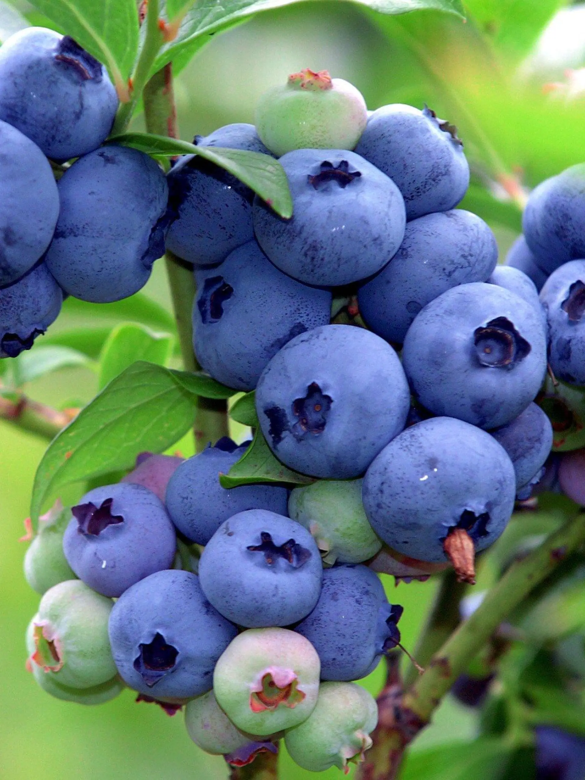 Berge (Brandenburg): Blaubeeren an einem Strauch, aufgenommen am 27.07.2004 in der Plantage des Heidelbeerhofes in Berge (Landkreis Prignitz). Auf insgesamt fünf Hektar werden bis Anfang September acht verschiedene Sorten der kleinen blauen Beeren geerntet. Die Plantage wurde 1992 angelegt und bietet auch Selbstpflückern täglich "Erntemöglichkeiten" an. (Heidelbeerhof Quirling: www.hof-quirling.de).   (PDM453-290704)
