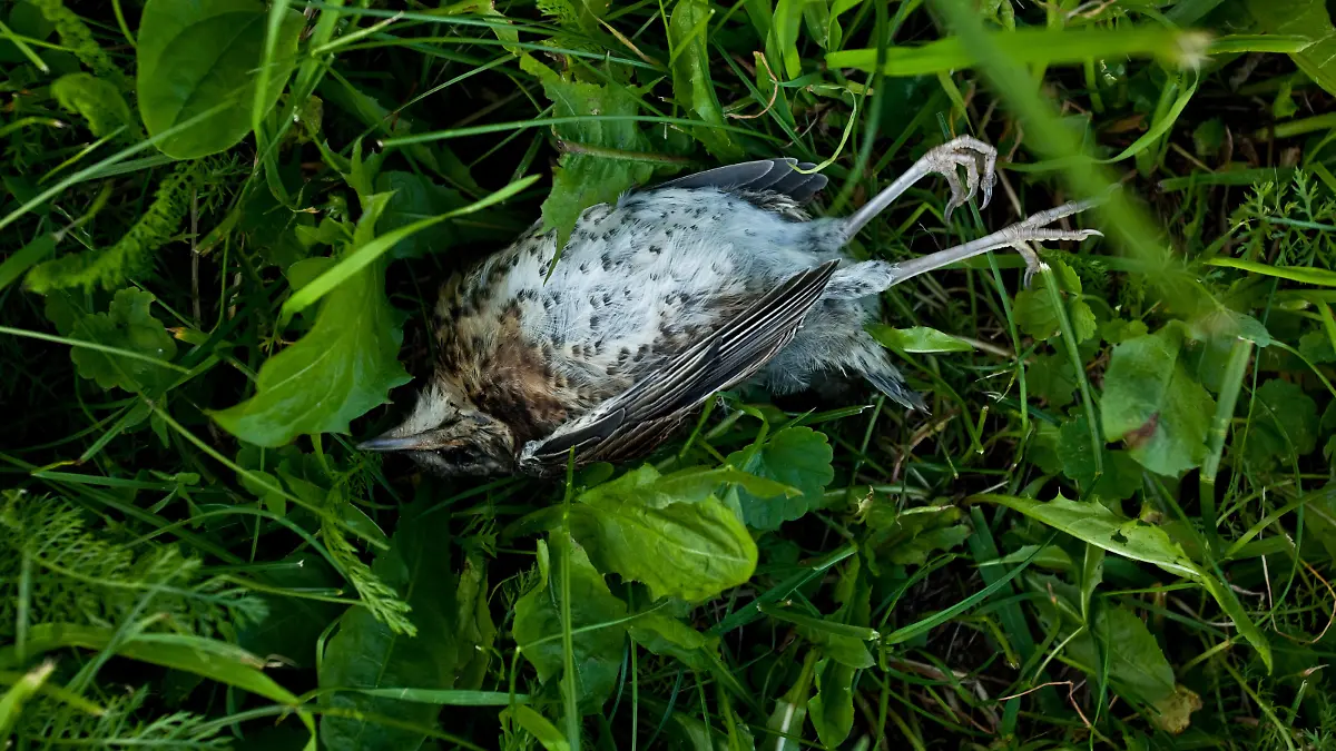 Im Südosten und mittleren Westen der USA sterben viele Vögel an einer mysteriösen Krankheit. (Foto: Symboldbild)