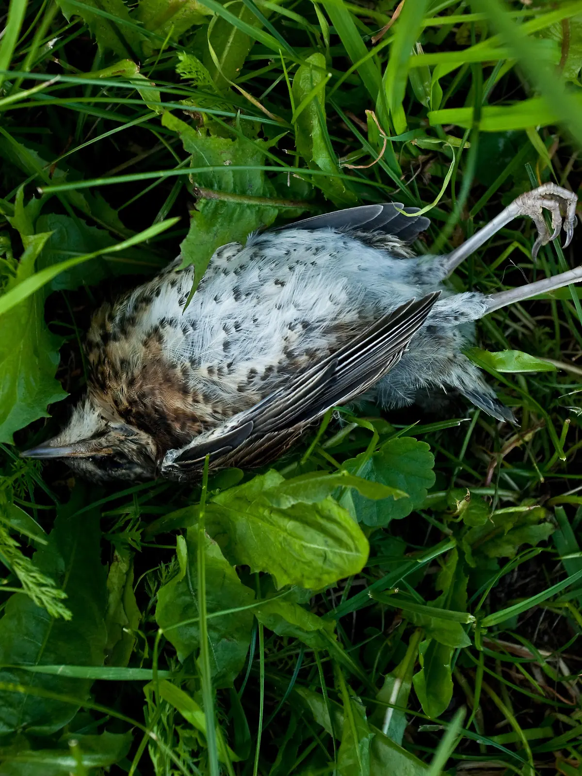 Im Südosten und mittleren Westen der USA sterben viele Vögel an einer mysteriösen Krankheit. (Foto: Symboldbild)