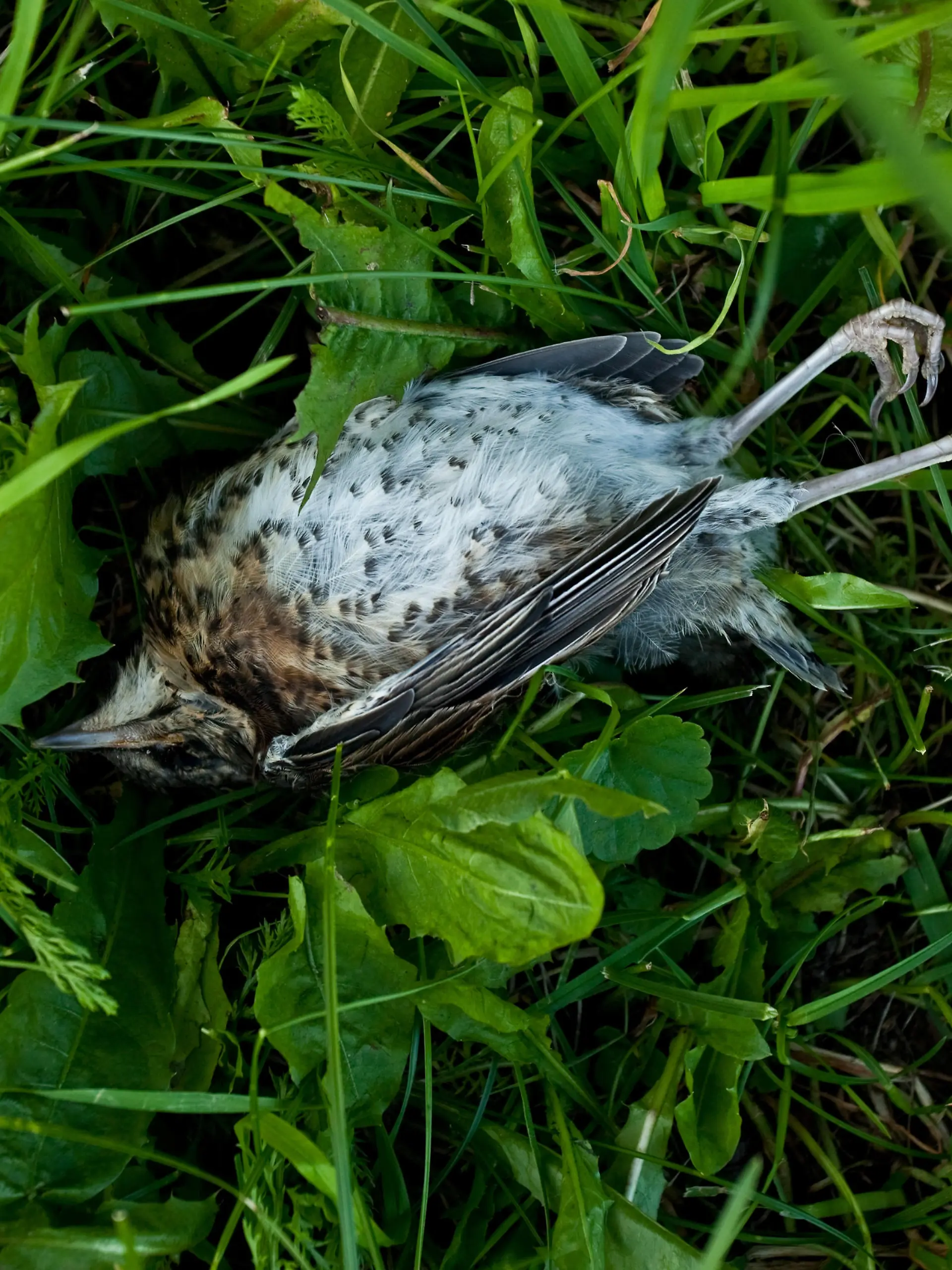Im Südosten und mittleren Westen der USA sterben viele Vögel an einer mysteriösen Krankheit. (Foto: Symboldbild)