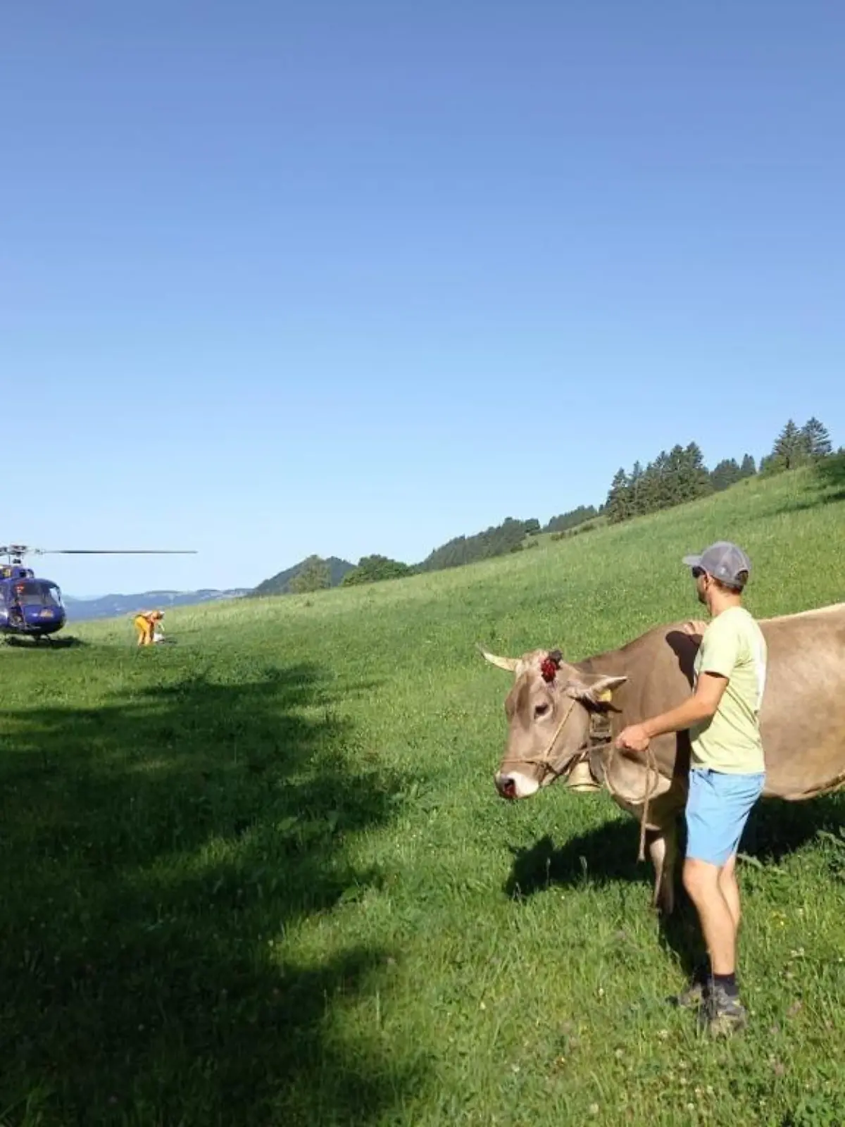 Bauer rettet mit einem Helikopter seine Kuh aus einer Schlucht