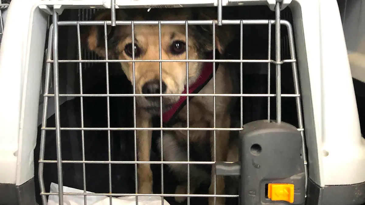 Nach den Corona Lockerungen und kurz vor den Sommerferien befürchten die Tierheime eine Welle von Hundeabgaben von überforderten Hundebesitzern.