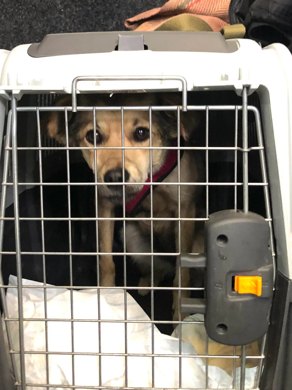 Nach den Corona Lockerungen und kurz vor den Sommerferien befürchten die Tierheime eine Welle von Hundeabgaben von überforderten Hundebesitzern.