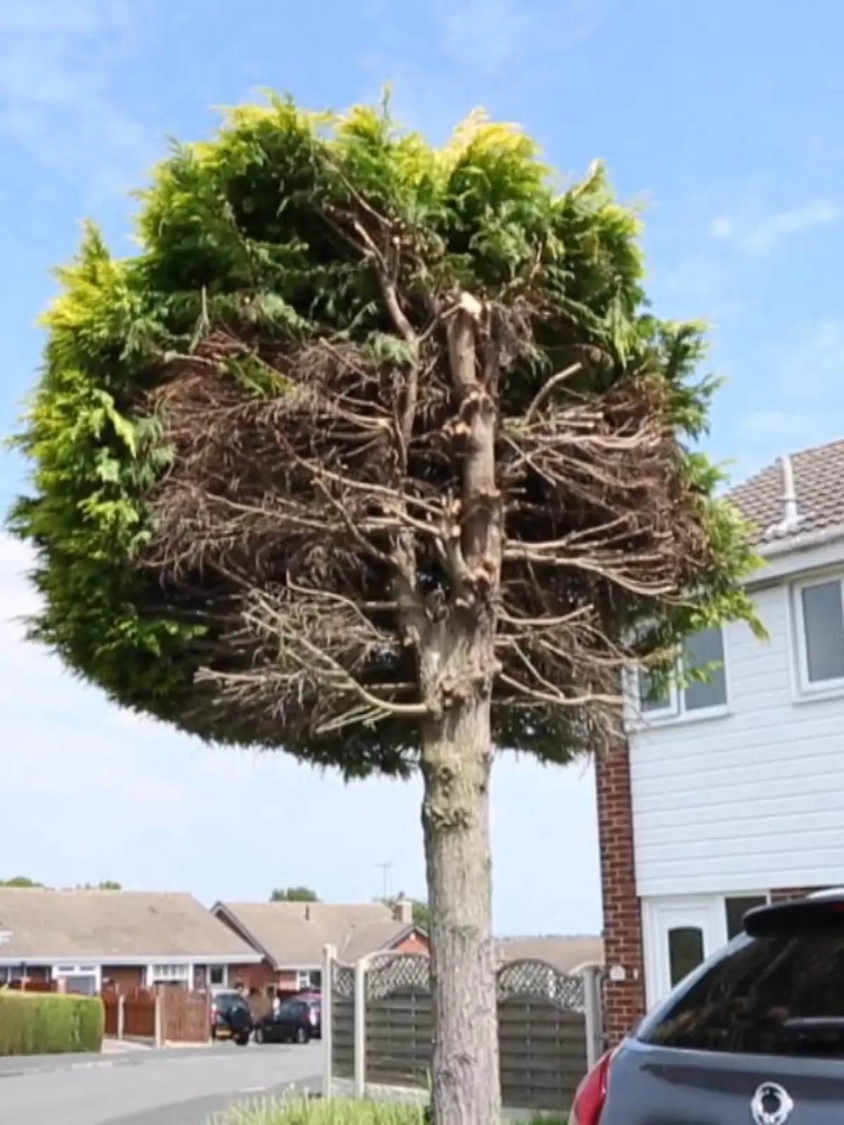Bild zu: "Wer schneidet denn einen Baum so?"