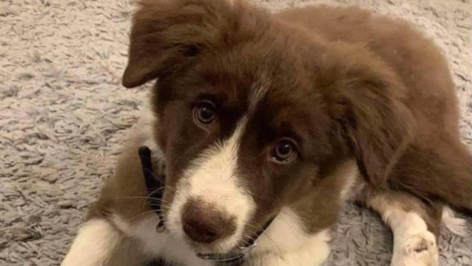 Der nicht mal ein Jahr alte Husky wurde von Babis A. ebenfalls getötet. Der Tod des Hundes sollte die Story des Überfalls glaubhafter machen.
