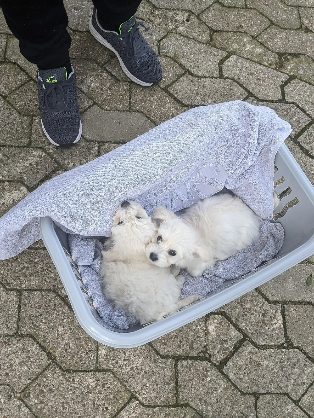 Maltester-Welpe Klara und ihre Wurf-Schwester sollten in einem Wäschekorb, auf einem Parkplatz, von illegalen Welpenhändlern verscherbelt werden.