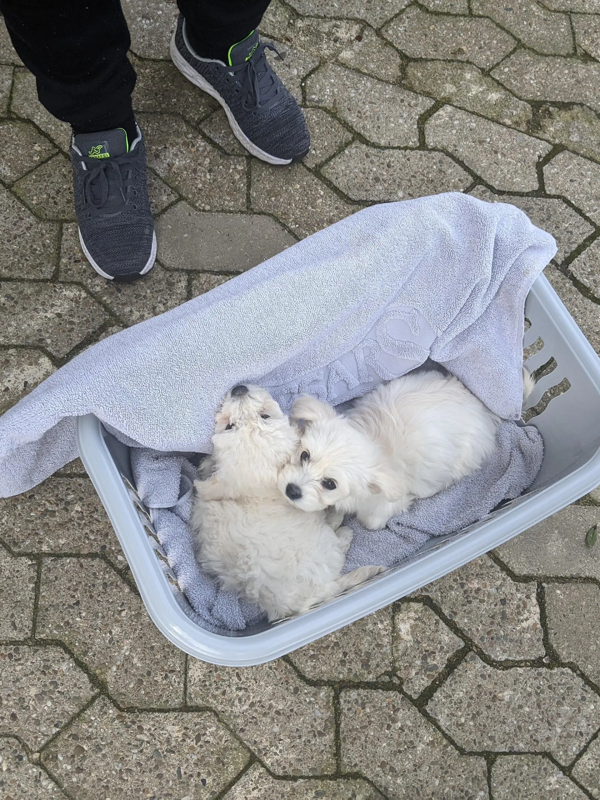 Maltester-Welpe Klara und ihre Wurf-Schwester sollten in einem Wäschekorb, auf einem Parkplatz, von illegalen Welpenhändlern verscherbelt werden.