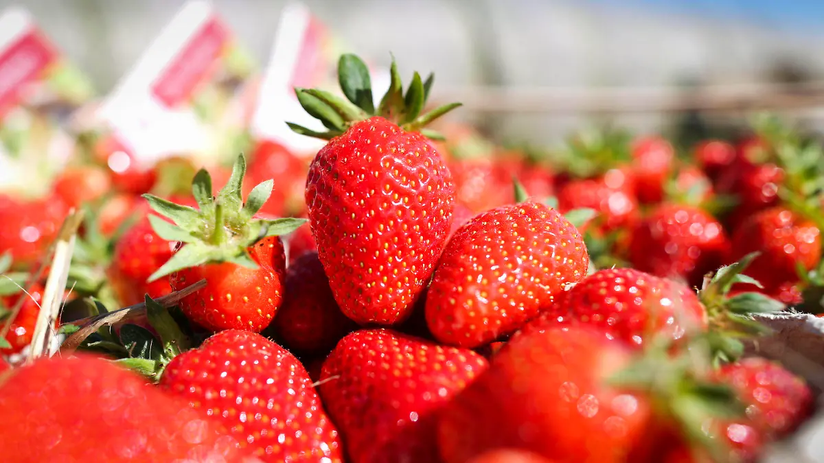 Frisch gepflückte Erdbeeren liegen am Montag (14.05.2012) in Hofheim-Wallau am Rande eines Feldes in Schälchen. In Hessen hat am gleichen Tag die Erdbeersaison begonnen. Die Erdbeer-Bauern befürchten allerdings, dass die Ernte wegen der Frostperioden im Februar und März in dieser Saison nicht so gut ausfällt. In Deutschland werden auf etwa 16 000 Hektar Erdbeeren angebaut, Hessen ist dabei der sechstgrößte Produzent mit etwa 765 Hektar Anbaufläche. Foto: Frank Rumpenhorst dpa/lhe  +++(c) dpa - Bildfunk+++