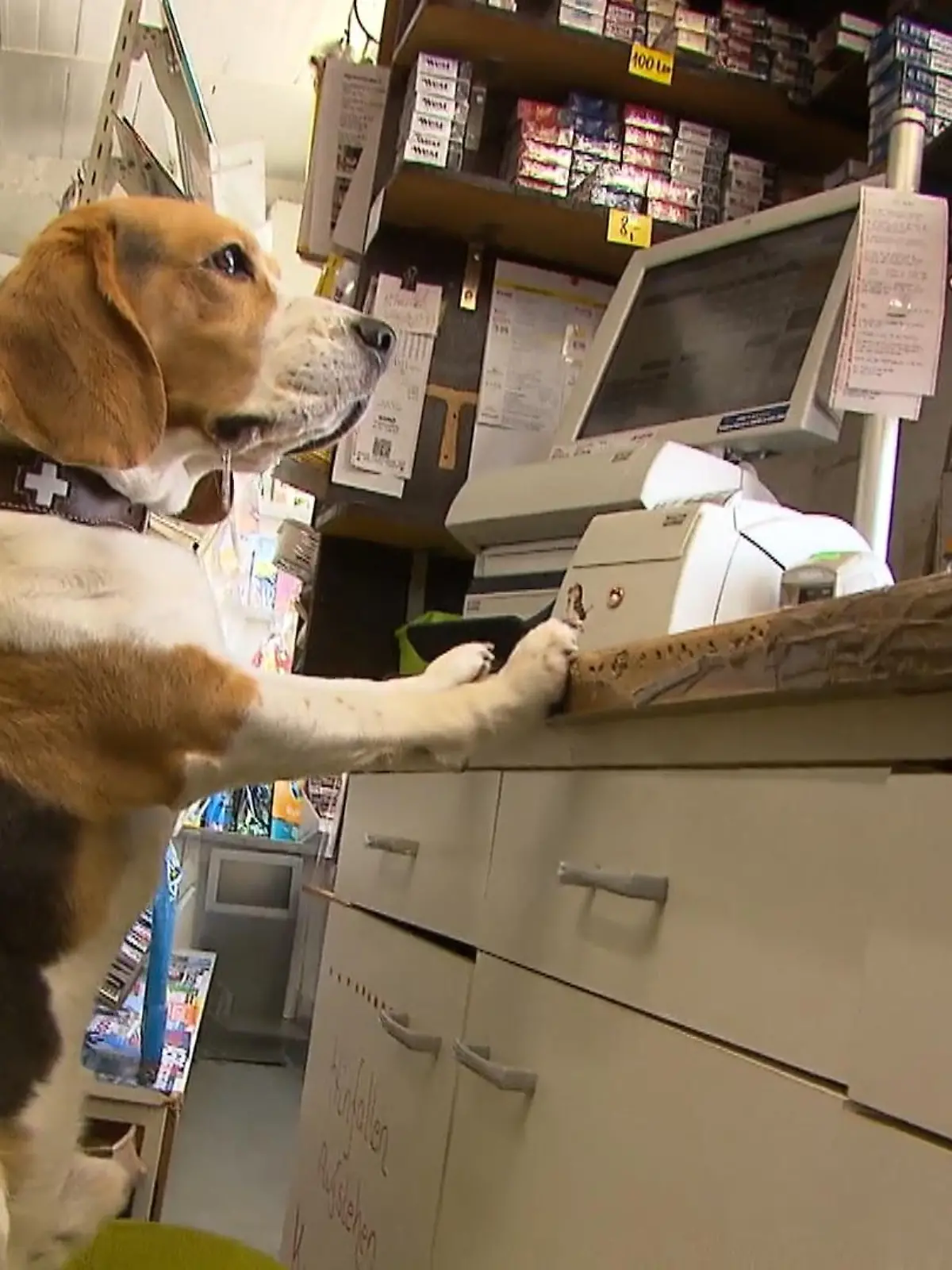 Manche Arbeitgeber verbieten Hunde am Arbeitsplatz, halten Büros „haustierfrei“ – im Kult Kiosk im südhessischen Langen wurde ein Hund sogar zum „Mitarbeiter des Monats“ gewählt! Beagle Olaf hält hier regelmäßig die Stellung und weicht seinem Frauchen Alexandra bei ihrer Arbeit im Kiosk nicht von der Seite. Im Ort hat es Olaf sogar schon zu lokaler Berühmtheit geschafft. Wie es sich so lebt – als Kioskhund – sehen Sie im Videobeitrag!