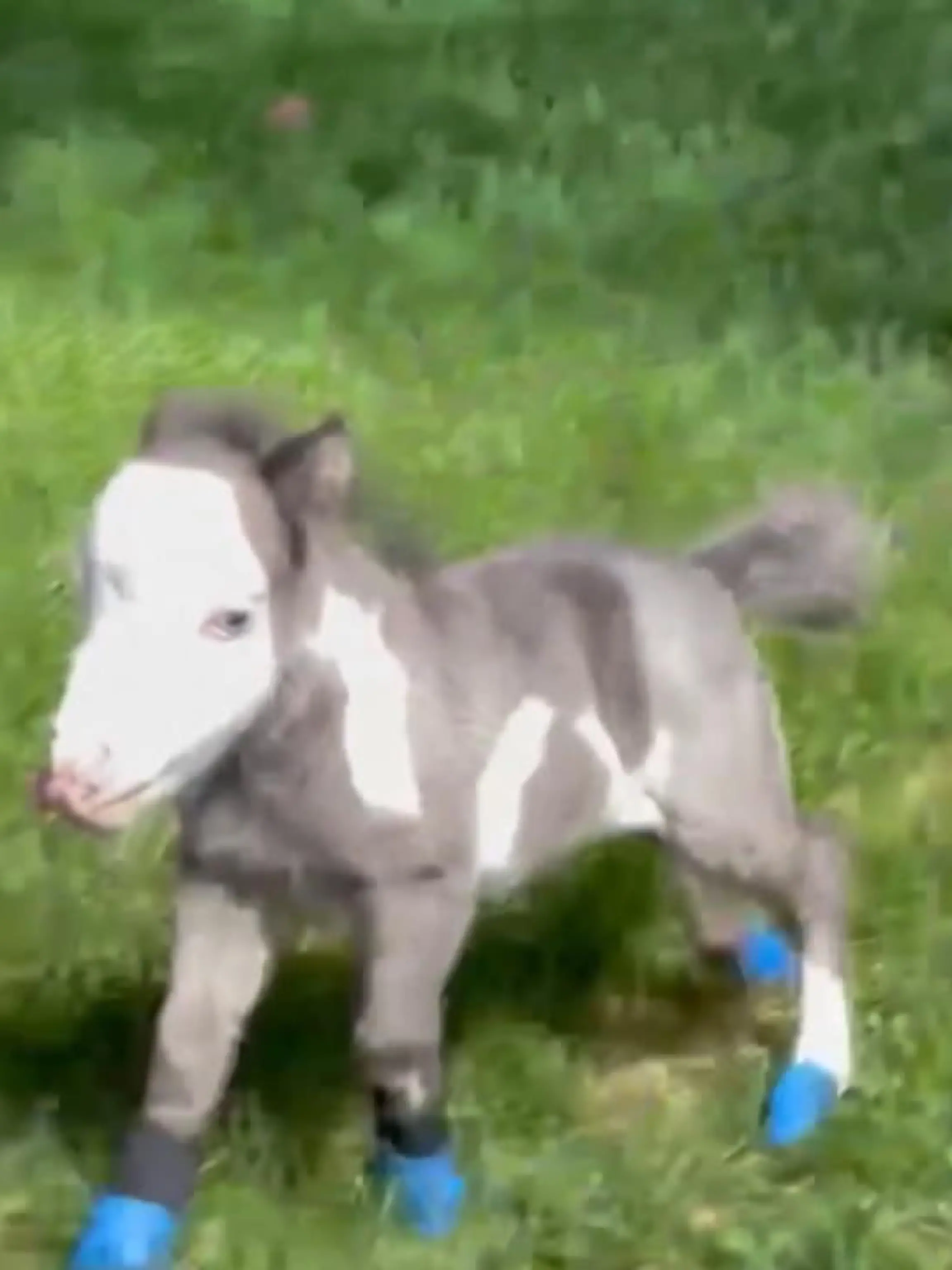 Bild zu: "Hundefamilie adoptiert Minipferd"