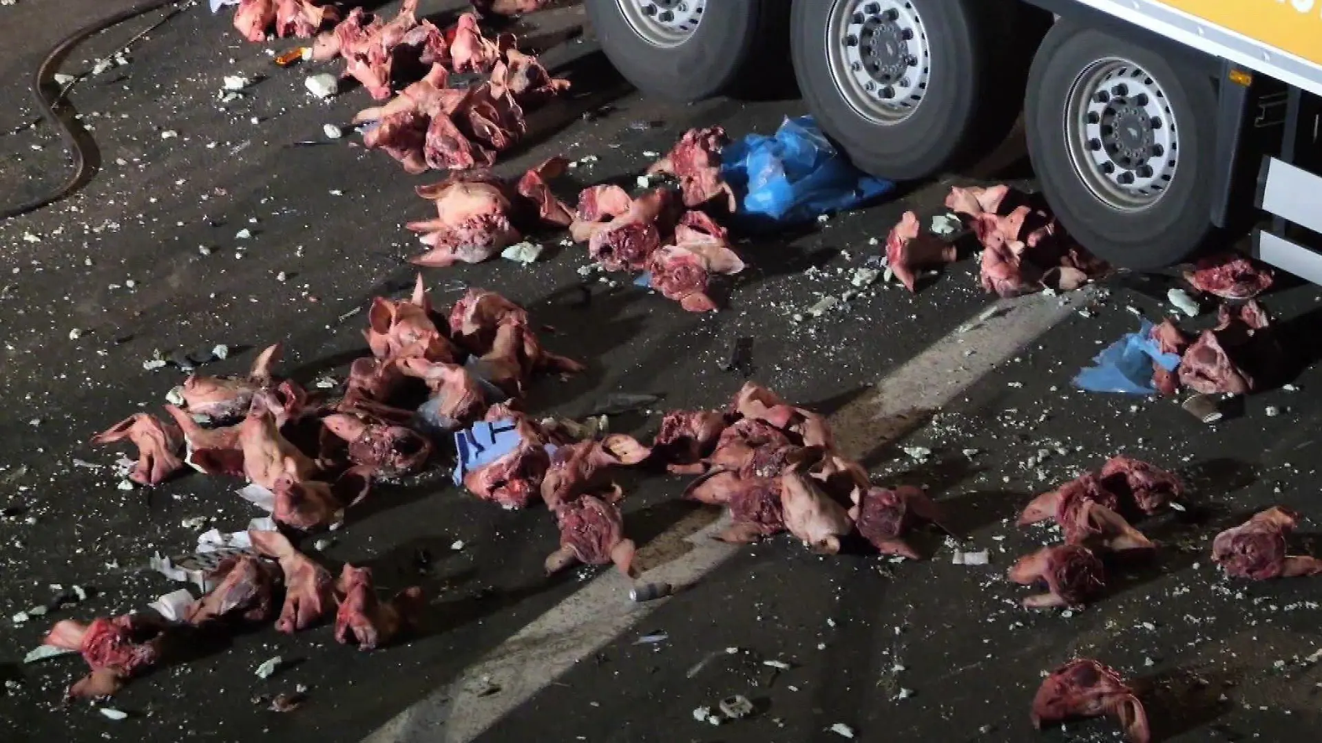 Die Schweineköpfe liegen nach dem Unfall verteilt auf Autobahn.