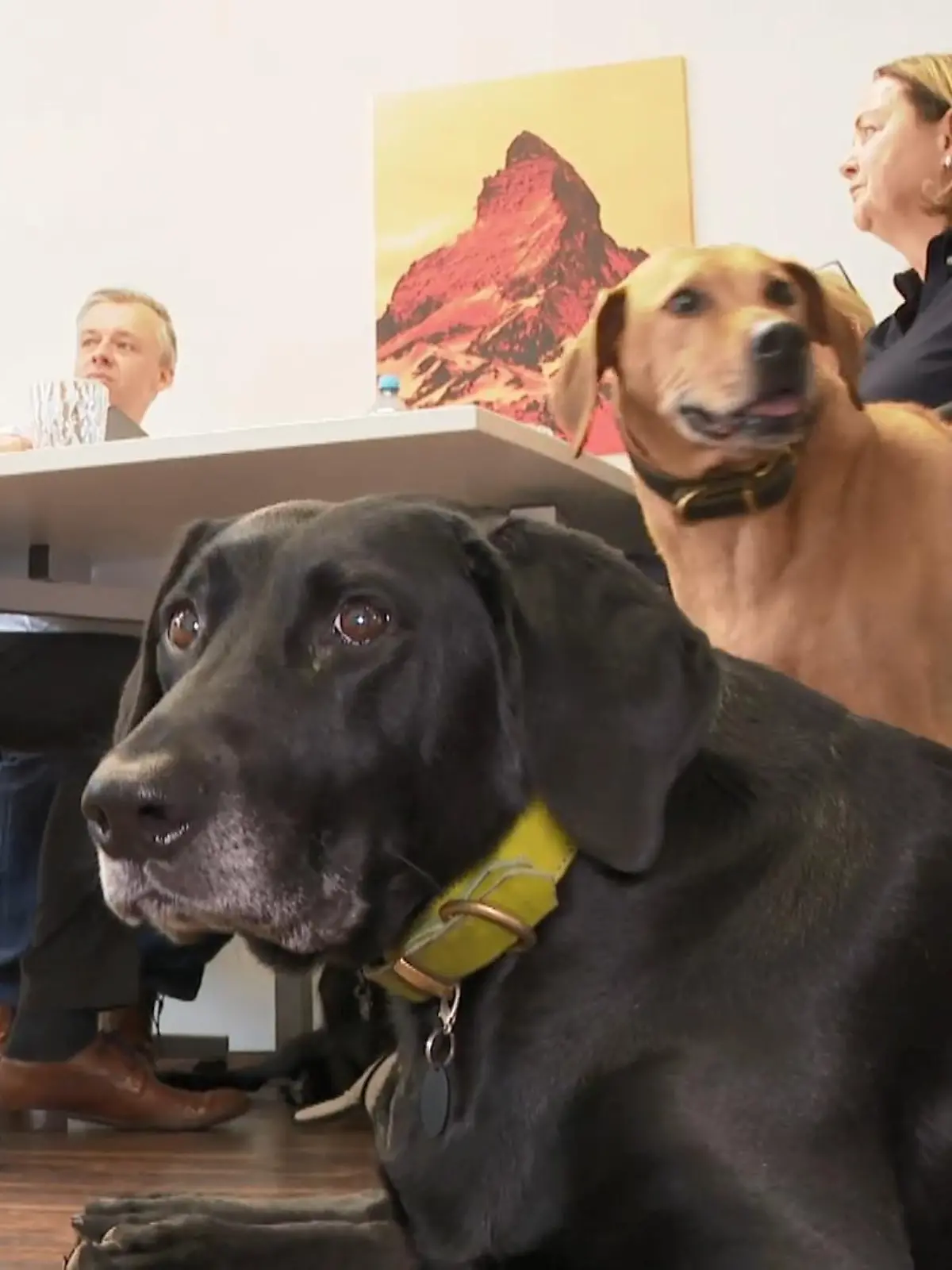 Bild zu: "Wenn Hunde im Büro erlaubt sind"
