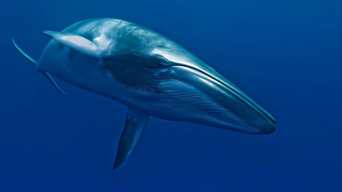 Dwarf Minke Whale Balaenoptera acutorostrata. Ribbon Reefs - Great Barrier Reef - Queensland - Australia. thought to form yet-to-be named sub-species of Common Minke Whale. PUBLICATIONxINxGERxSUIxAUTxONLY Copyright: MarkxCarwardine 10878863