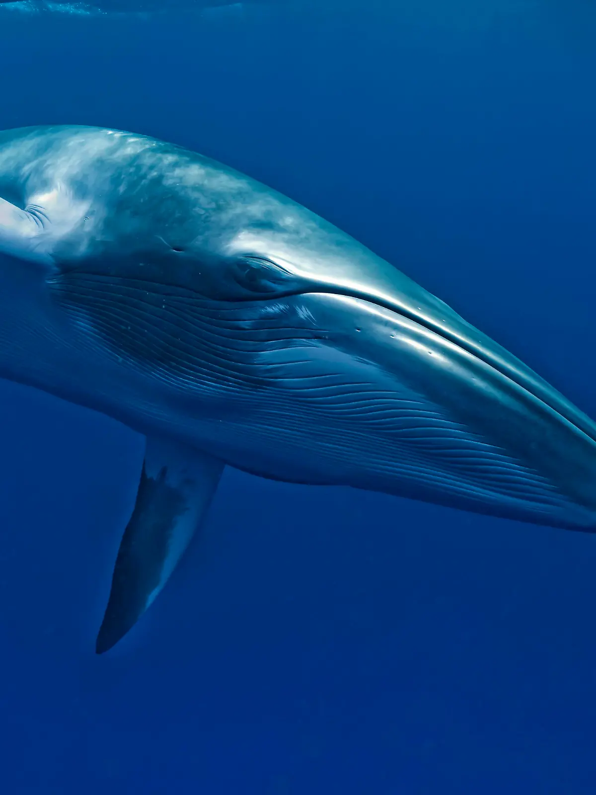 Dwarf Minke Whale Balaenoptera acutorostrata. Ribbon Reefs - Great Barrier Reef - Queensland - Australia. thought to form yet-to-be named sub-species of Common Minke Whale. PUBLICATIONxINxGERxSUIxAUTxONLY Copyright: MarkxCarwardine 10878863
