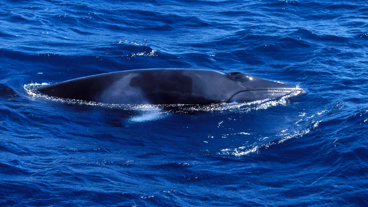 Minke whale - Dwarf Minke subspecies Balaenoptera acutorostrata. Photographed along the Great Barrier Reef, Australia. PUBLICATIONxINxGERxSUIxAUTxONLY Copyright: FrancoisxGohier 10859456