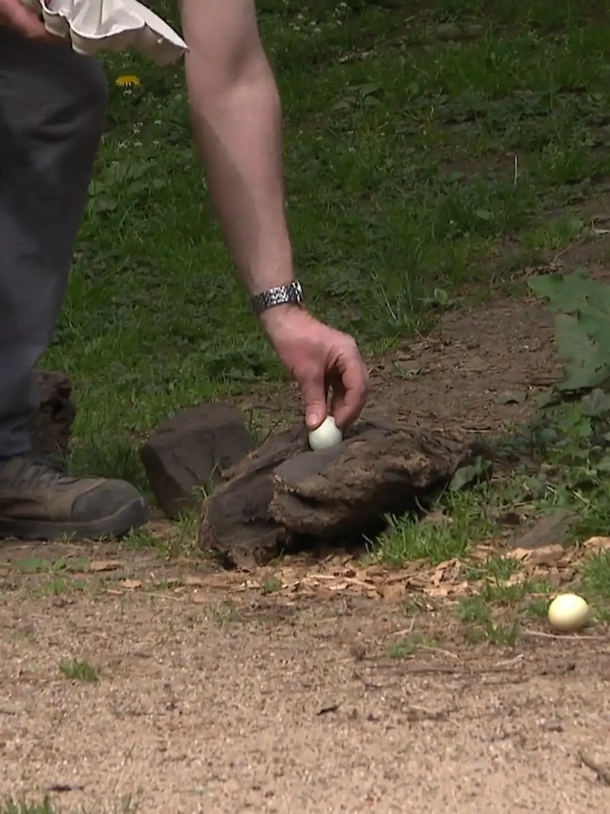 Bild zu: "Tierische Eiersuche in Gelsenkirchen"