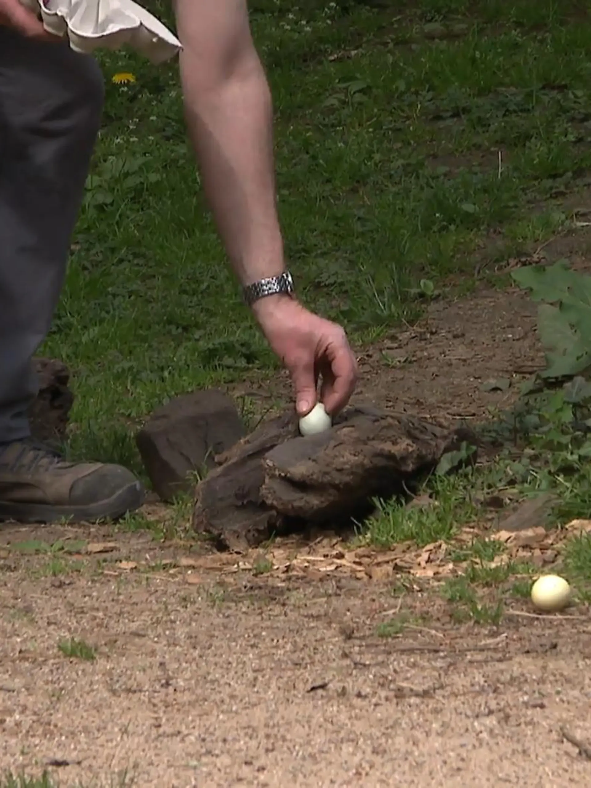 Bild zu: "Tierische Eiersuche in Gelsenkirchen"