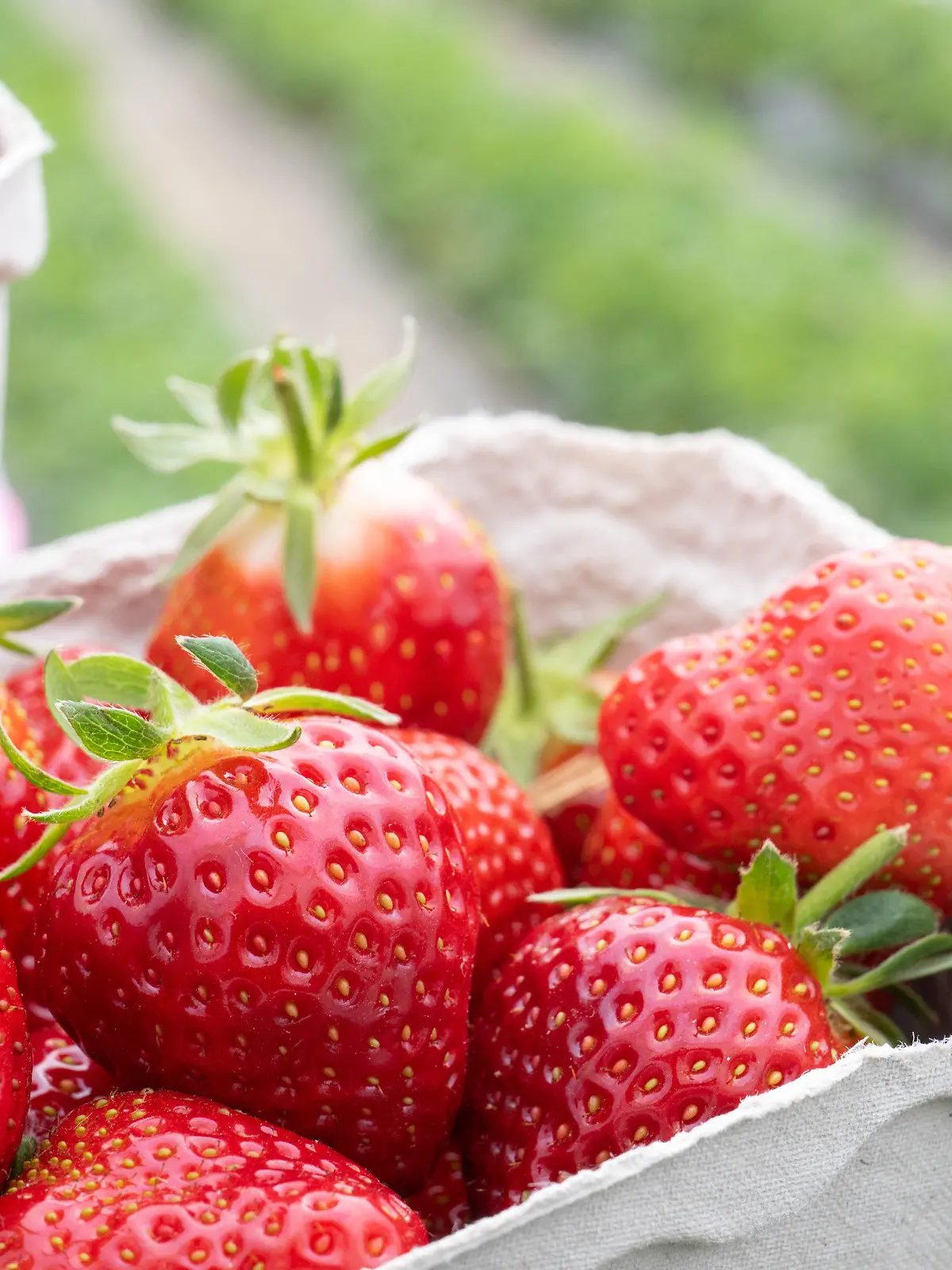 25.04.2023, Hessen, Wiesbaden: Erdbeeren liegen auf einem Erdbeerfeld von Paul·s Bauernhof in Schalen. Die ersten Erdbeeren in Hessen können bereits geerntet werden, da sie unter Tunneln aus Planen herangereift sind. Foto: Sebastian Gollnow/dpa +++ dpa-Bildfunk +++