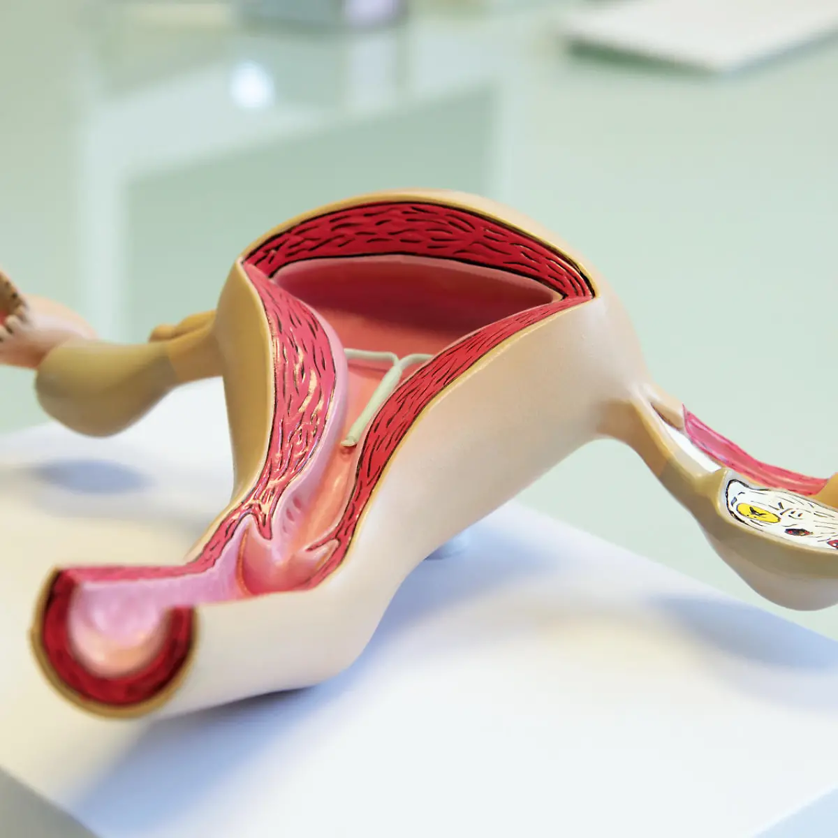 Muttermund Logo von Muttermund