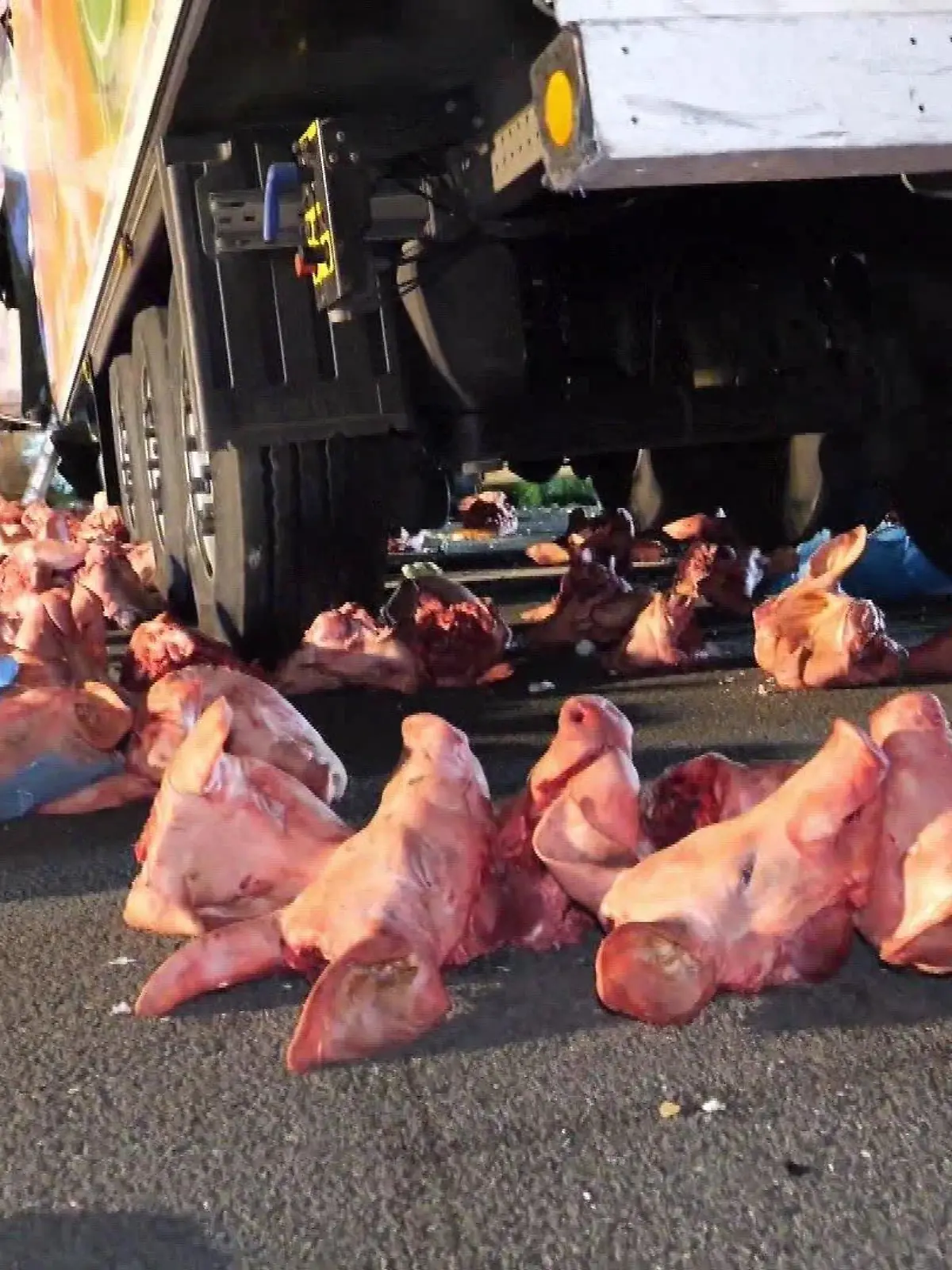 Die Schweineköpfe liegen nach dem Unfall verteilt auf Autobahn.