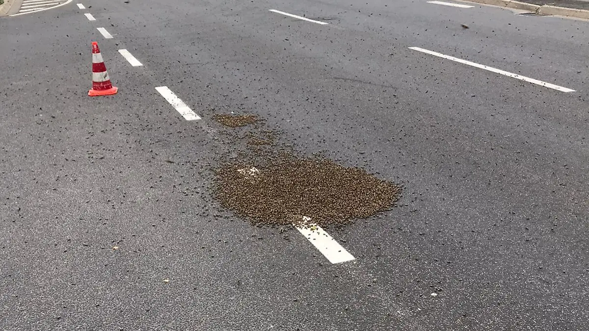 HANDOUT - 21.06.2021, Nordrhein-Westfalen, Köln: Etwa 15000 Bienen sitzen auf einer Straße in Köln. Ein Hobby-Imker hat gemeinsam mit Polizei und Feuerwehr die Bienen von der Straße gerettet. (zu dpa: «15 000 Bienen von Kölner Straße gerettet») Foto: Polizeipräsidium Köln/dpa - ACHTUNG: Nur zur redaktionellen Verwendung im Zusammenhang mit der aktuellen Berichterstattung und nur mit vollständiger Nennung des vorstehenden Credits +++ dpa-Bildfunk +++