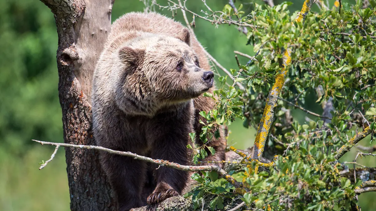 ARCHIV - 08.08.2018, Bayern, Poing: Ein Braunbär klettert im Gehege im Wildpark Poing auf einem Baum. (zu dpa: «Bären-Spuren auch in Tirol gesichtet») Foto: Lino Mirgeler/dpa +++ dpa-Bildfunk +++