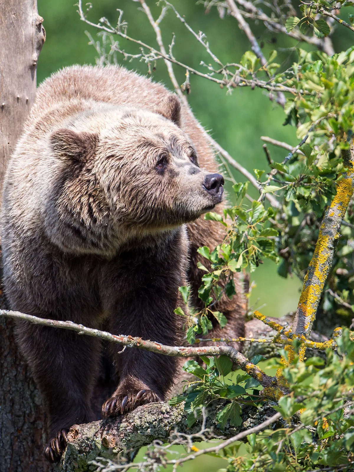 ARCHIV - 08.08.2018, Bayern, Poing: Ein Braunbär klettert im Gehege im Wildpark Poing auf einem Baum. (zu dpa: «Bären-Spuren auch in Tirol gesichtet») Foto: Lino Mirgeler/dpa +++ dpa-Bildfunk +++