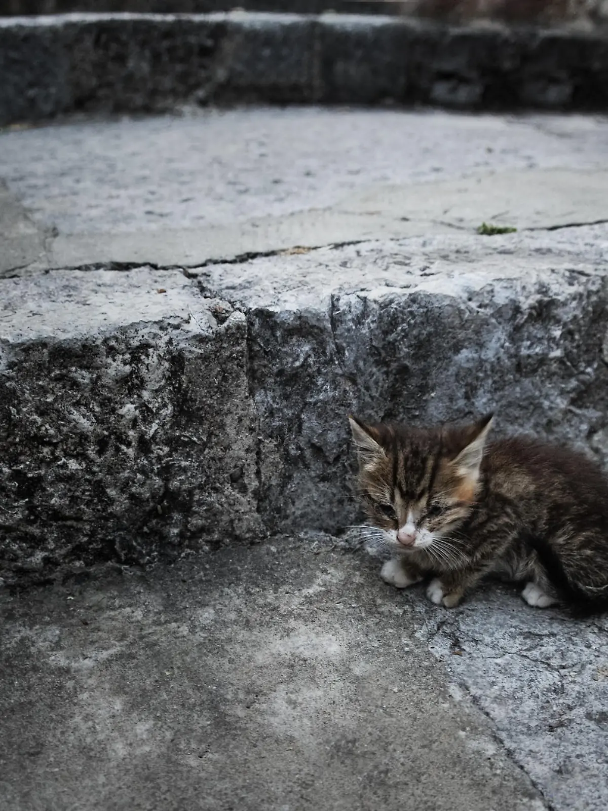 Einige Tiere landen auf der Straße