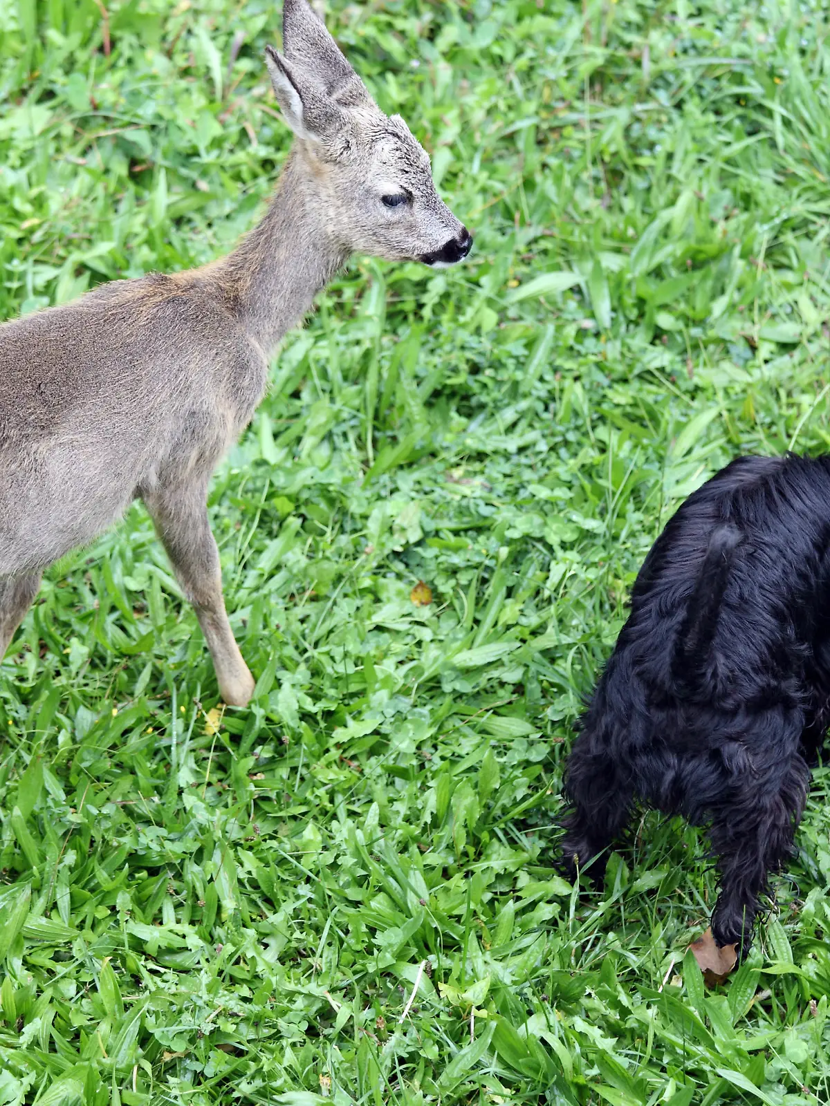 Einfach süß: Ein junges Rehkitz und ein schwarzer Hund gemeinsam auf einer Wiese.